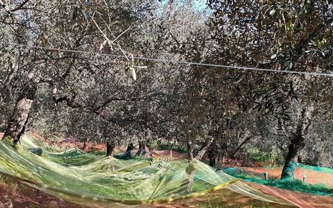 Andora, una banca dati per salvare e valorizzare gli uliveti abbandonati: “Un presidio per il territorio e per la tradizione”