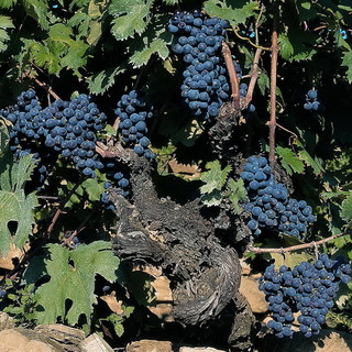 A Cairo "Aspettando Rossi di Liguria e Festa del Moco in Fiore"