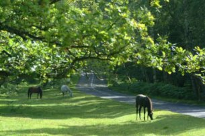 Toirano: un documentario alla scoperta del territorio locale Toirano: un documentario alla scoperta del territorio locale