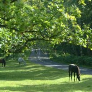 Savona: truffa alla Ue, in Tribunale undici assoluzioni