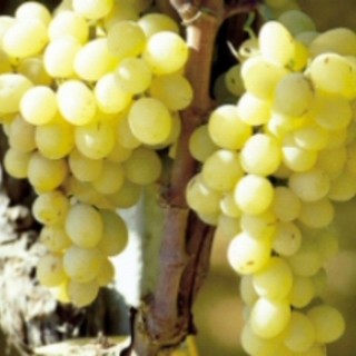 Vini liguri: poca produzione ma tanta qualità