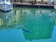 Savona, un'aguglia imperiale nello specchio acqueo della Darsena (FOTO)