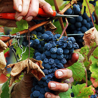 Anche la Liguria al Collisioni Festival di Barolo