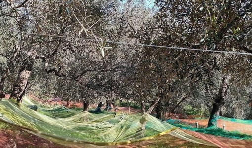 Andora, una banca dati per salvare e valorizzare gli uliveti abbandonati: “Un presidio per il territorio e per la tradizione” Andora, una banca dati per salvare e valorizzare gli uliveti abbandonati: “Un presidio per il territorio e per la tradizione”