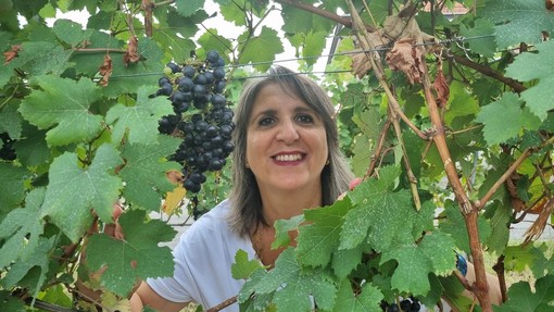 In foto uva pronta per la vendemmia In foto uva pronta per la vendemmia