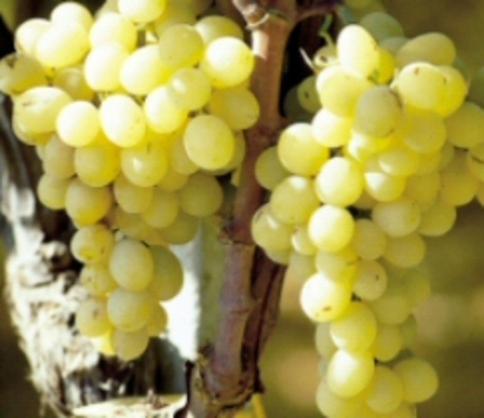 Apre il bando cantine: contributi ai viticoltori liguri