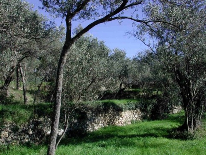 Liguria, bando "Terre Incolte": due milioni per recuperarle