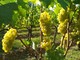 Franciacorta: dai vitigni di Brescia alla fama mondiale