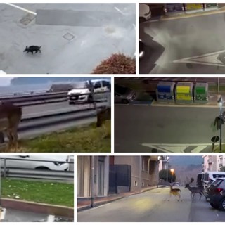 Spotorno e gli "ungulati urbani". L'Amministrazione chiede aiuto alla Regione: "Siamo esasperati" (FOTO e VIDEO)