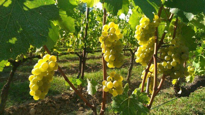 Franciacorta: dai vitigni di Brescia alla fama mondiale