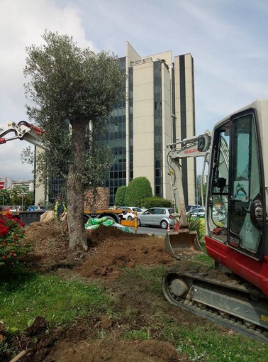 Savona, continua l'opera di piantumazione per sostituire le palme abbattute (FOTO) Savona, continua l'opera di piantumazione per sostituire le palme abbattute (FOTO)