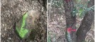 “Vandali del territorio” ancora in azione nel Finalese. Vernice fluorescente e segnaletica “fai da te” sui sentieri della Caprazoppa