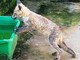 Stella, l'Enpa salva una volpe in difficoltà