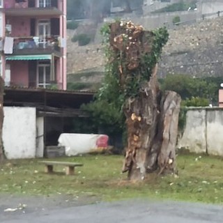 Finale Ligure, Le Persone al Centro ancora sulla potatura del verde: "Dove finisce la cautela e inizia l'arbitrio?"