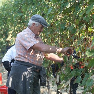 Termina con successo la vendemmia in Provincia di Savona: annata top