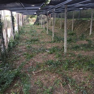 Le coltivazioni di verde ornamentale dopo il passaggio dei ladri