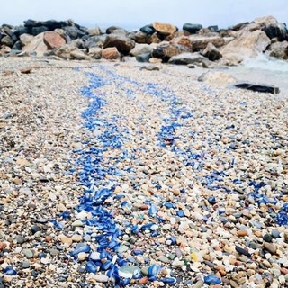 Loano, spiaggia tinta di blu grazie all'invasione delle "velelle"