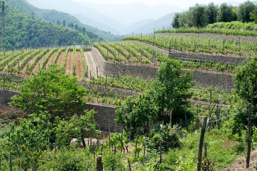 Vigneti, la Giunta regionale approva novantamila euro di aiuti per ristrutturazione e riconversione Vigneti, la Giunta regionale approva novantamila euro di aiuti per ristrutturazione e riconversione