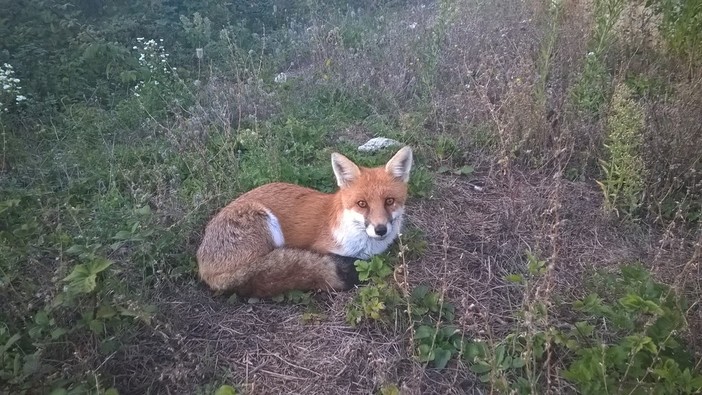 "Adottata" affettuosamente da una coppia del savonese: ecco la storia di Foxy, la volpe golosa di pane (VIDEO)