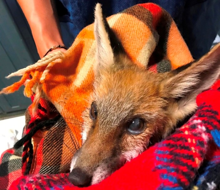 Varazze: volpe investita recuperata dall'Enpa