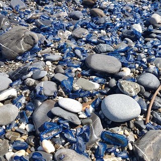 La spiaggia di Albenga invasa dalle "Velelle" (FOTO e VIDEO)