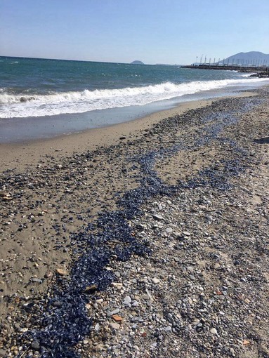 Distesa blu sul litorale: sono le meduse spiaggiate