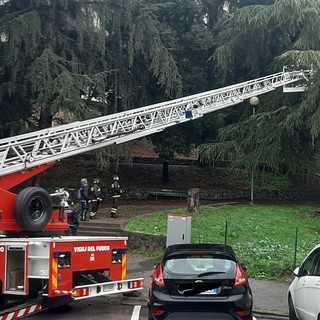 Savona, albero pericolante in via Mignone: al lavoro i Vigili del Fuoco