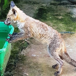 Stella, l'Enpa salva una volpe in difficoltà Stella, l'Enpa salva una volpe in difficoltà