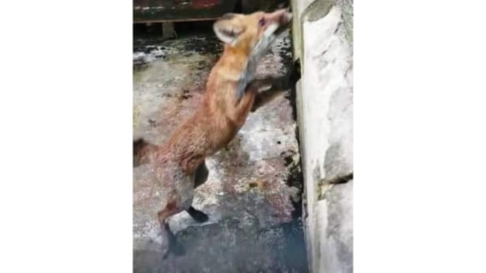 Enpa: "Guarita la volpe soccorsa a Luceto" Enpa: "Guarita la volpe soccorsa a Luceto"