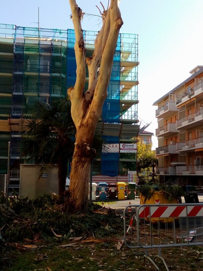 Borghetto, ATA PC denuncia: "Prosegue la distruzione di alberi e siepi in paese" Borghetto, ATA PC denuncia: "Prosegue la distruzione di alberi e siepi in paese"
