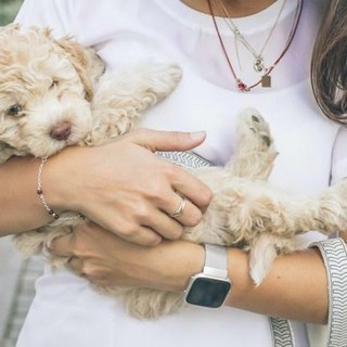 Vaccini per cani: quali sono raccomandati e come funziona il calendario Vaccini per cani: quali sono raccomandati e come funziona il calendario