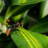 Savona, il Comune promuove una giornata di sensibilizzazione contro la vespa velutina per proteggere le api Savona, il Comune promuove una giornata di sensibilizzazione contro la vespa velutina per proteggere le api