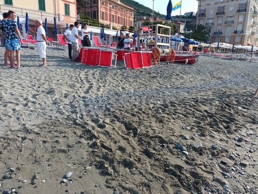 Varazze, una tartaruga tenta di deporre le uova sulla spiaggia di uno stabilimento balneare