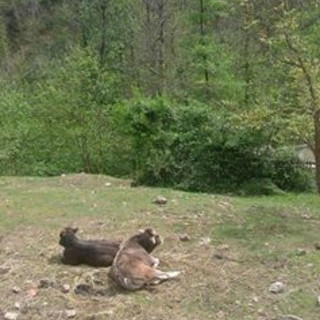 L'appello di una lettrice di Albenga "Avete qualche idea per salvare Vite &amp; Lino destinati al macello?"