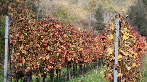 Governo, Coldiretti Liguria: “A rischio 35 miliardi di fondi Ue per salvare i campi” Governo, Coldiretti Liguria: “A rischio 35 miliardi di fondi Ue per salvare i campi”