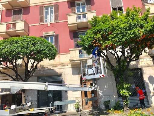 Albenga, manutenzione del verde pubblico. Boscaglia: "E un impegno preso con i cittadini e lo stiamo facendo"