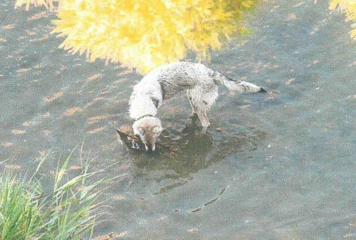 Borghetto: cani lasciati liberi nel torrente Varatella, Enpa "Uccidono gli uccelli" Borghetto: cani lasciati liberi nel torrente Varatella, Enpa "Uccidono gli uccelli"