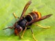 Ceriale: proseguono le attività di educazione ambientale e contro la vespa velutina