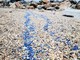 Loano, spiaggia tinta di blu grazie all'invasione delle "velelle"