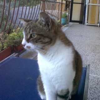 Varazze, smarrita la gattina Sophie Varazze, smarrita la gattina Sophie