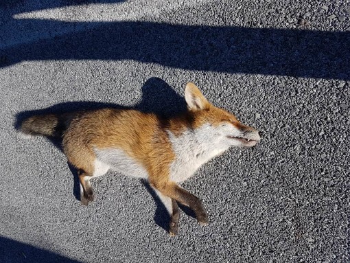 Giovane volpe investita tra Altare e Cairo