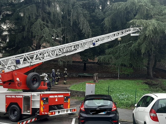 Savona, albero pericolante in via Mignone: al lavoro i Vigili del Fuoco Savona, albero pericolante in via Mignone: al lavoro i Vigili del Fuoco