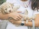 Vaccini per cani: quali sono raccomandati e come funziona il calendario