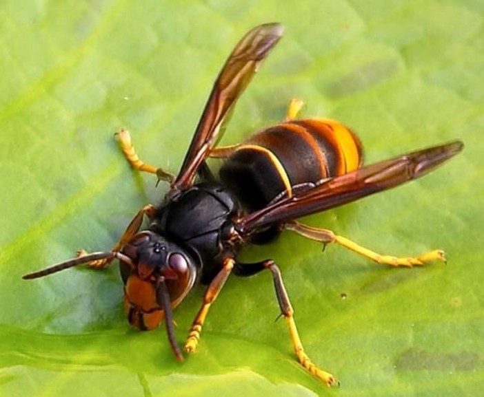 Un nemico da conoscere per salvaguardare la nostra biodiversità: a Finale un incontro sulla vespa velutina