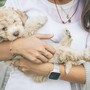 Vaccini per cani: quali sono raccomandati e come funziona il calendario