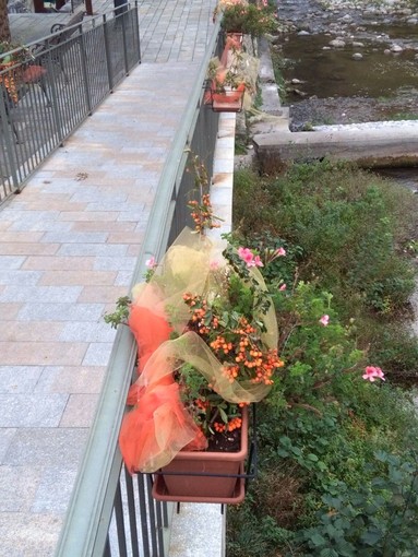 Ladri dal pollice verde a Zuccarello, depredati i vasi con le zucche decorative