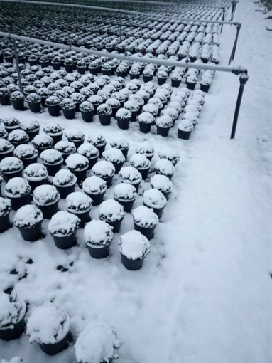 Confagricoltura Liguria incontra Governatore Toti e richiede stato di calamità per il gelo e le nevicate