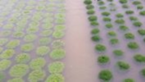 Continua a piovere, Coldiretti: "La terra ligure è allo stremo"