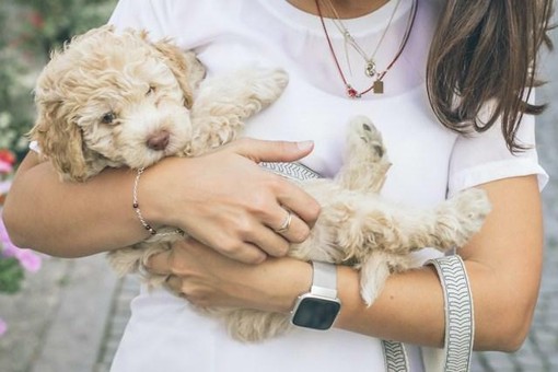 Vaccini per cani: quali sono raccomandati e come funziona il calendario Vaccini per cani: quali sono raccomandati e come funziona il calendario