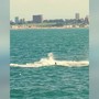 Lo spettacolo delle balene sulle coste argentine Lo spettacolo delle balene sulle coste argentine